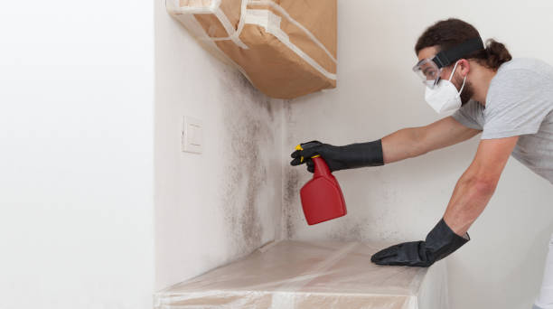 Professional Black Mold Removal technician working in Islip Terrace, NY